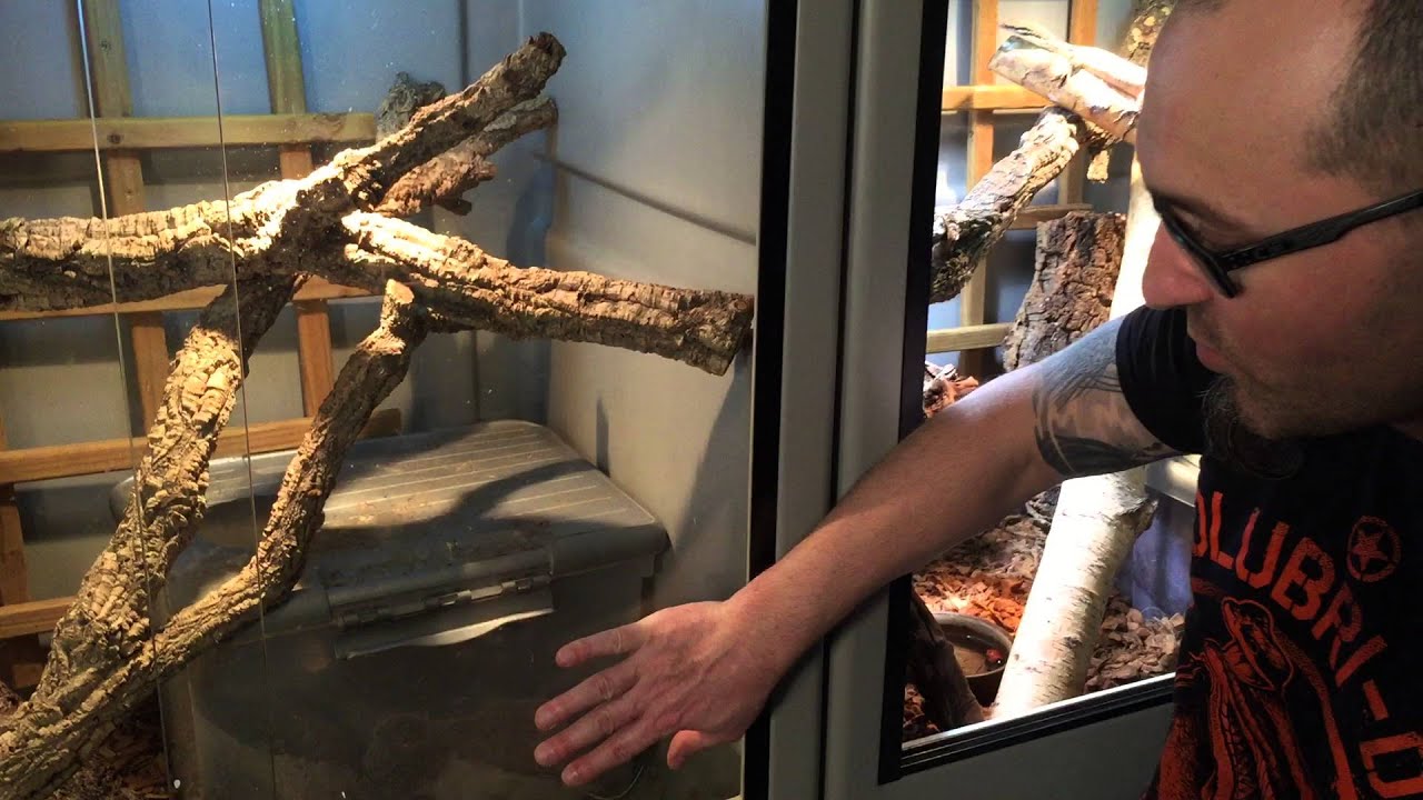 Installation de Varanus glauerti - site de ponte