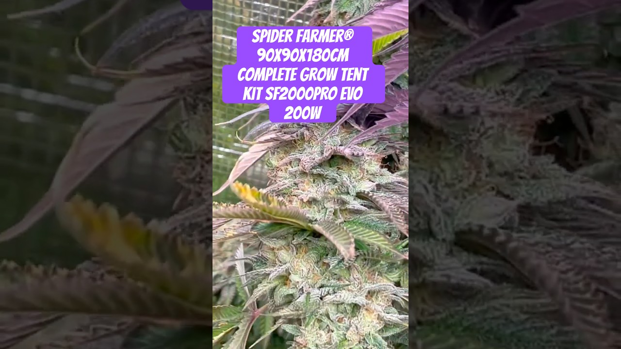 Spider Farmer&reg; 90X90X180cm Complete Grow Tent Kit SF2000PRO EVO 200W  #crazybud #420 #growled