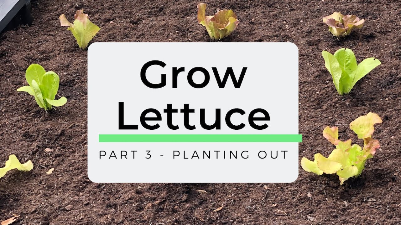 How to Grow Picking Lettuce  - Part 3 - Planting Out Lettuce
