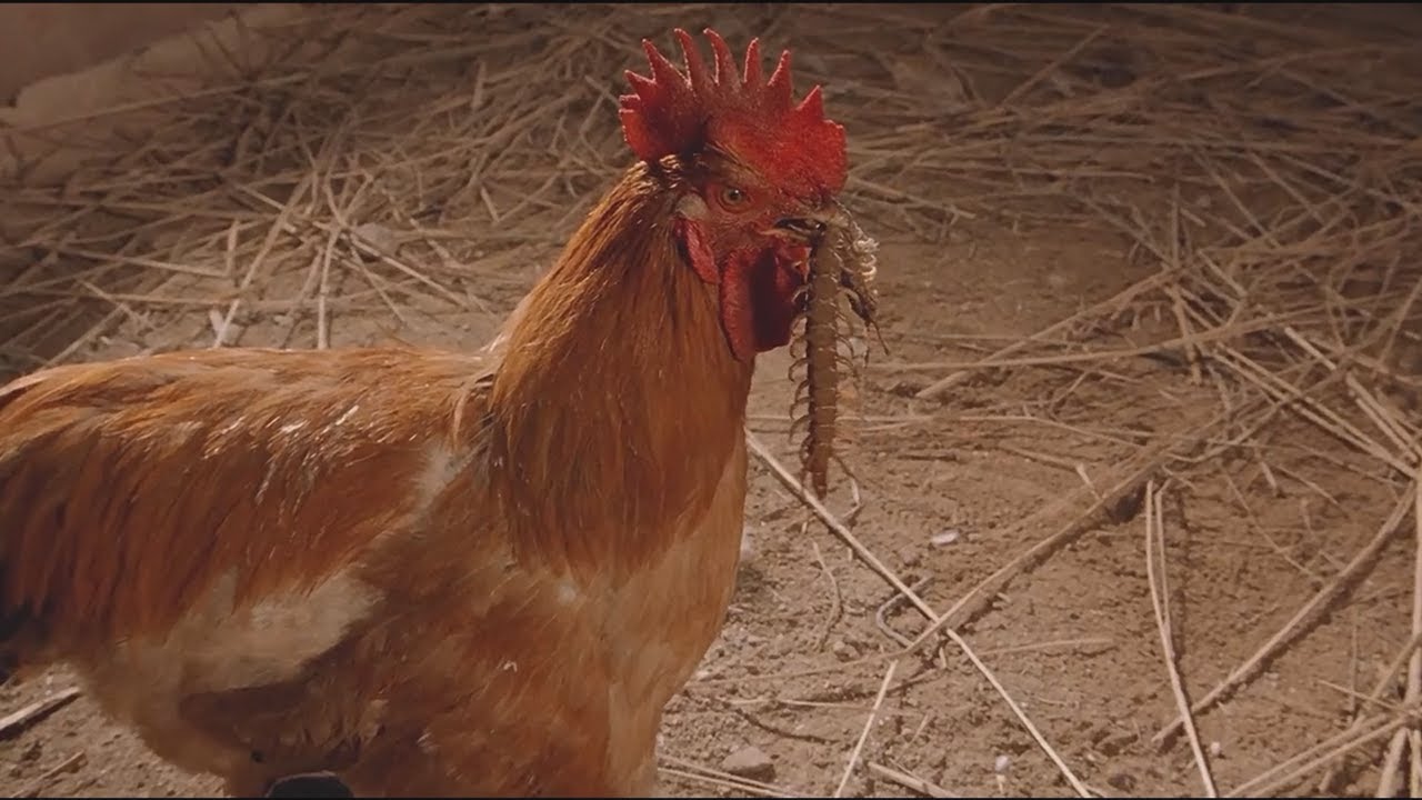 Centipede vs Chicken (Lion Dance Fight)(Last Hero in China)(Original Cantonese Version)
