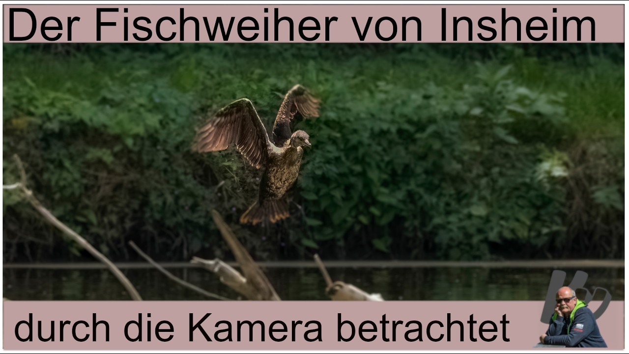 Der Angelweiher in Insheim