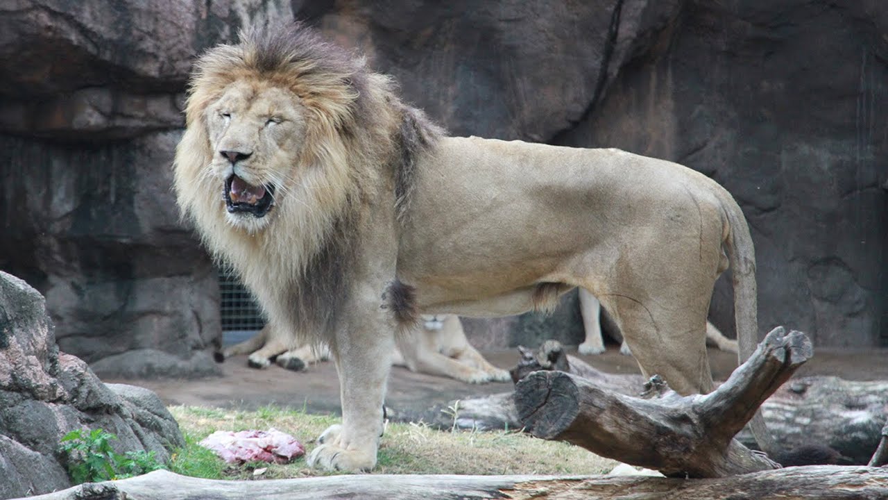 天王寺動物園でライオンの誕生日会　散々な結末に