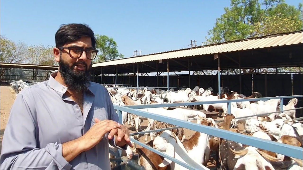 Classic Goat Farm Full Tour | The Biggest Goat Farm Mumbai | Best Andul And Khassi Collection.
