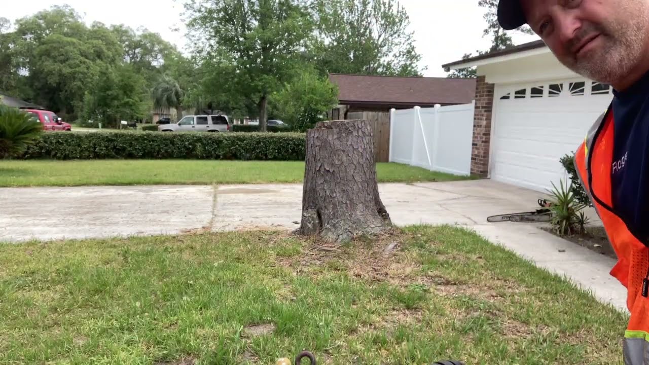 how to flush cut a stump before stump grinding by Roger waldman / tree life 1 llc. 584-tree