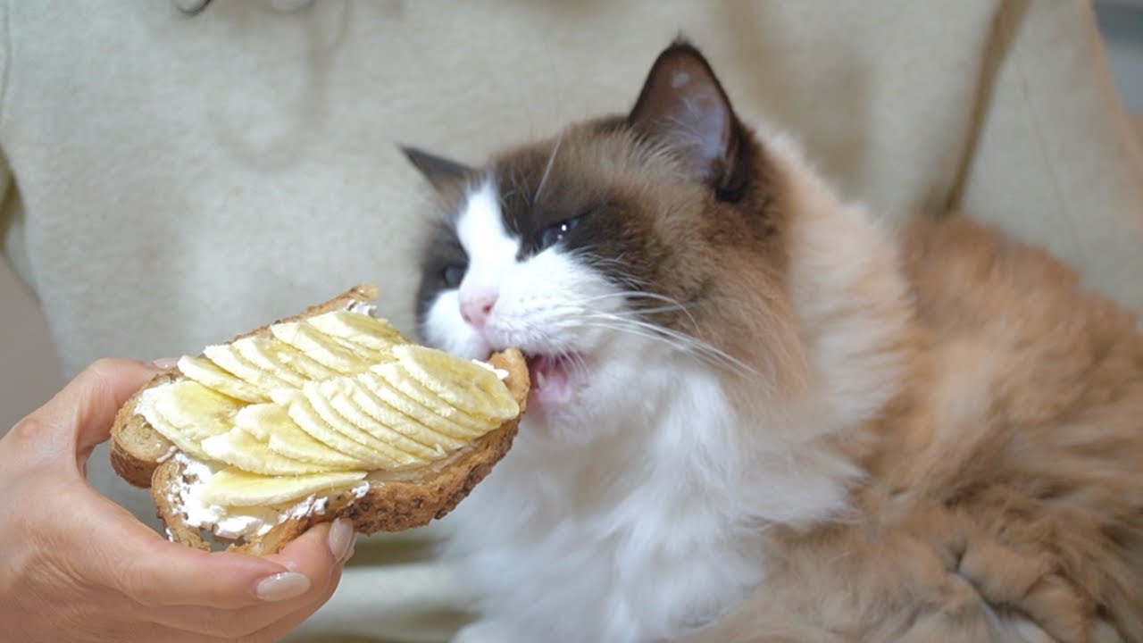 빵순이 고양이, 나나