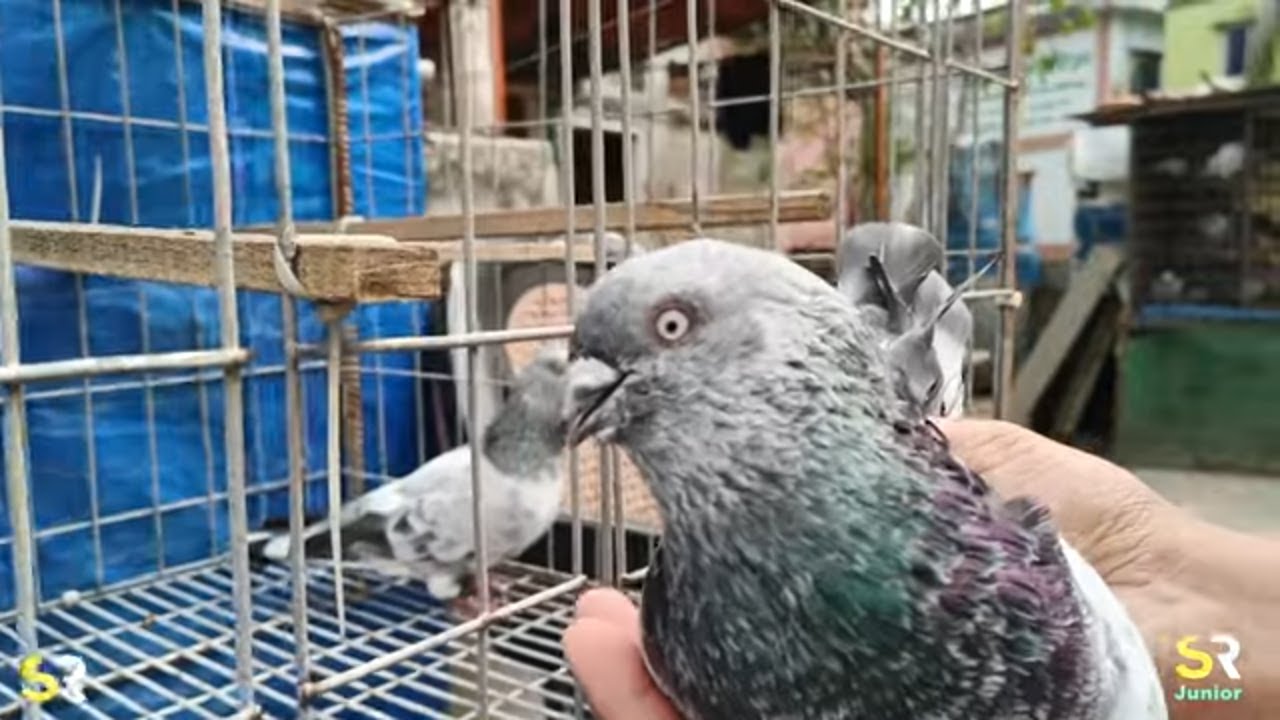 আমি কেন তোতা কবুতর গুলো ভেঙে জোড়া দেয় 🐦