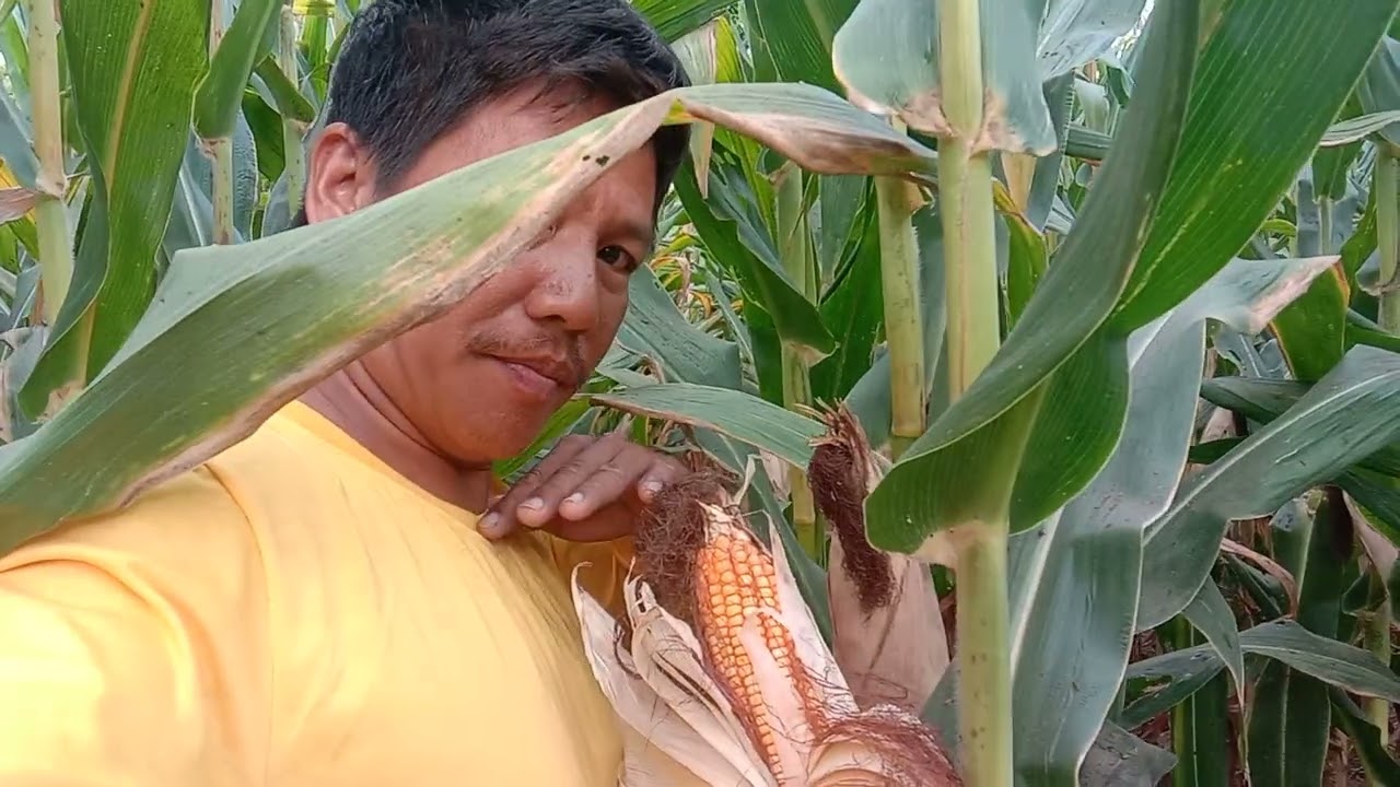 Anong Mais Ang mas Malaki ang bunga ADVANTA999 OR VIP NK 6410? WATCH THE FULL VIDEO..#corn #farming
