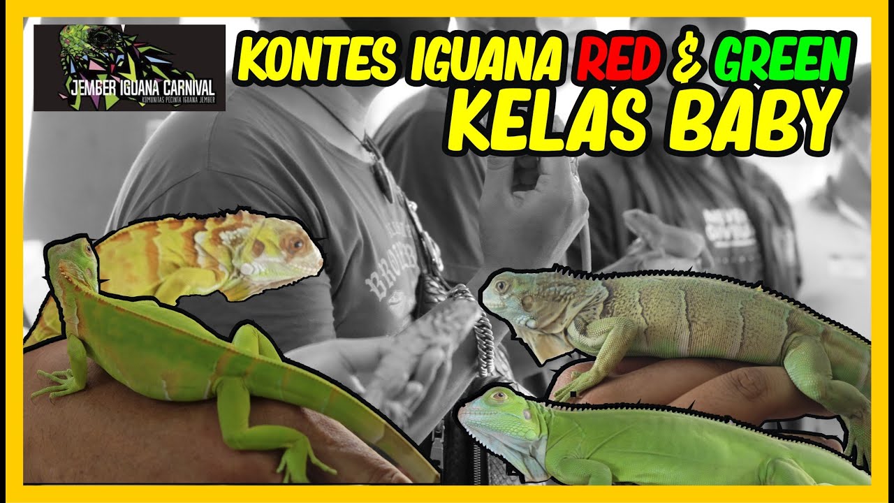 KONTES IGUANA BABY LOMBA REPTILE KELAS OPEN GREEN & RED IGUANA SVL DIBAWAH 15 CM - JEMBER