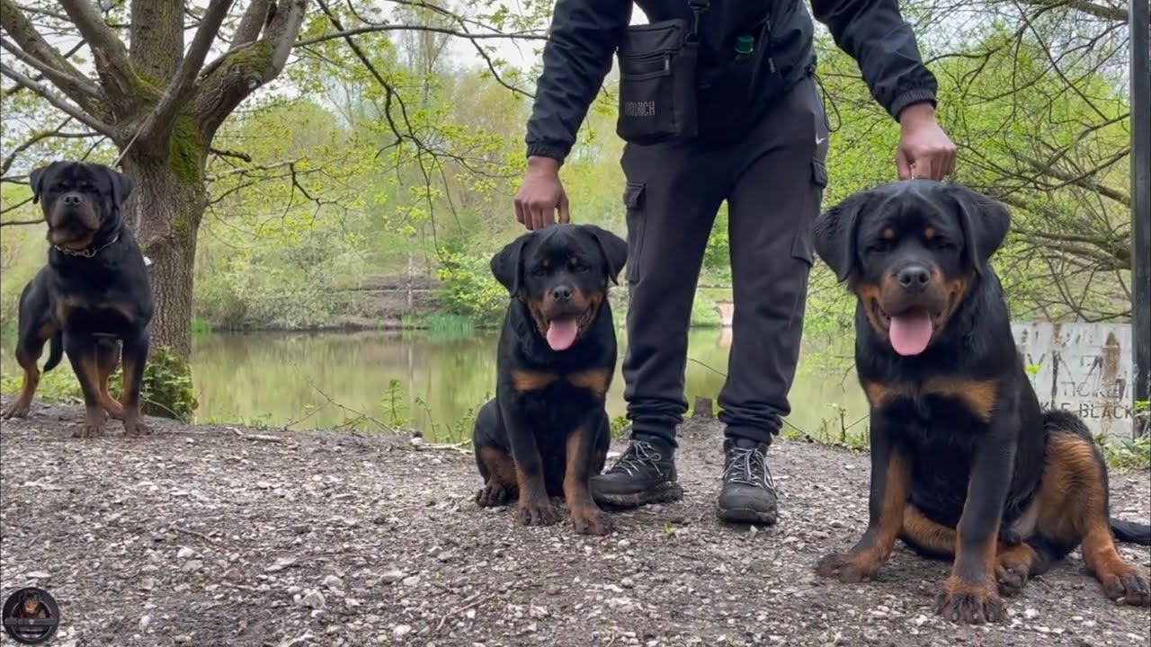 Adult Rottweiler Plays With 5 Months Old Rottweiler Puppies