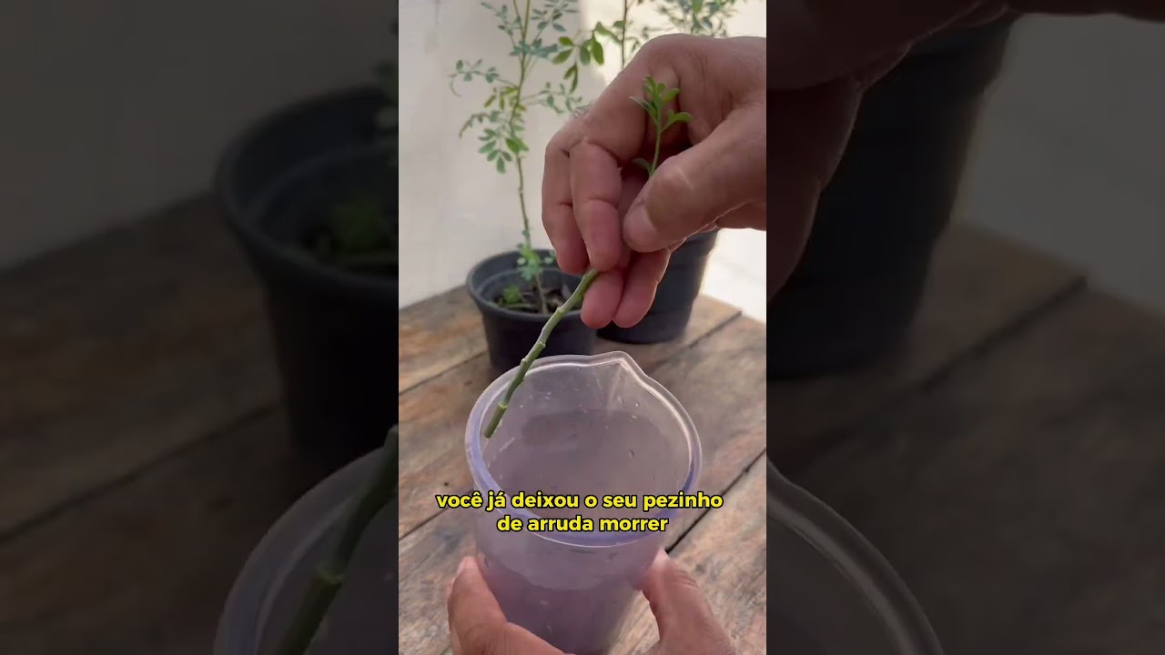 Como plantar ARRUDA (assim n&atilde;o morre)