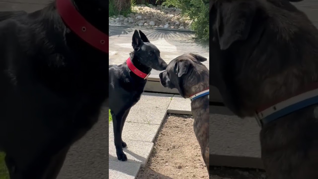 POV : Mode Docteur avec la chienne sp&eacute;cialis&eacute;e 🤩💪🐕 #chien #educationcanine #malinois