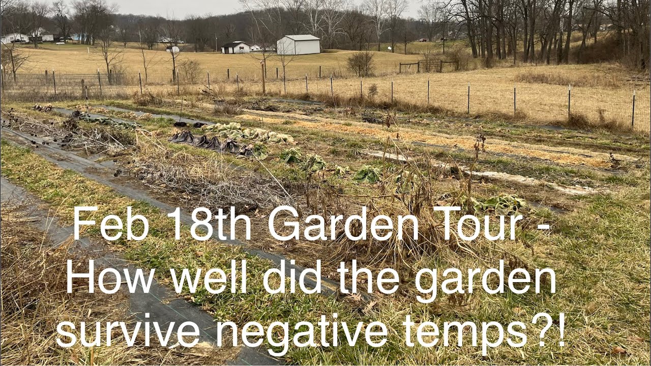 Feb 18th Garden Tour - How well did the garden survive negative temps?! 