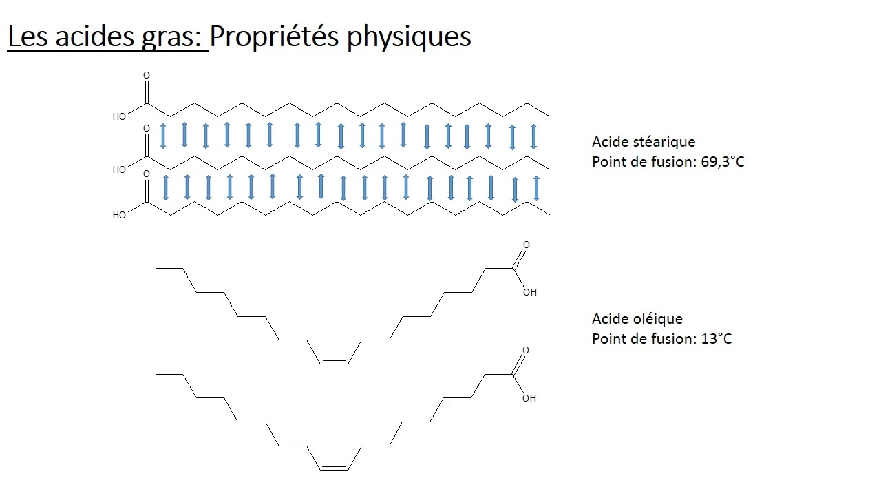 10  Biochimie Les lipides