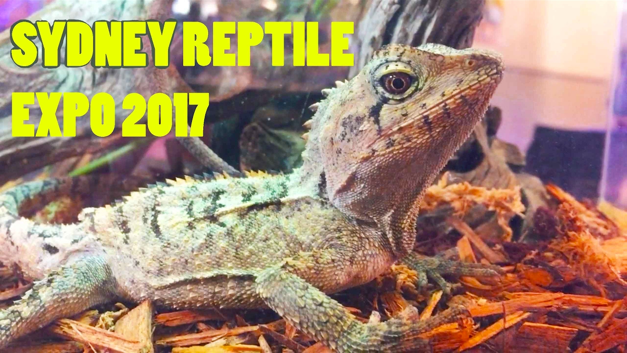 SYDNEY CASTLE HILL REPTILE EXPO 2017