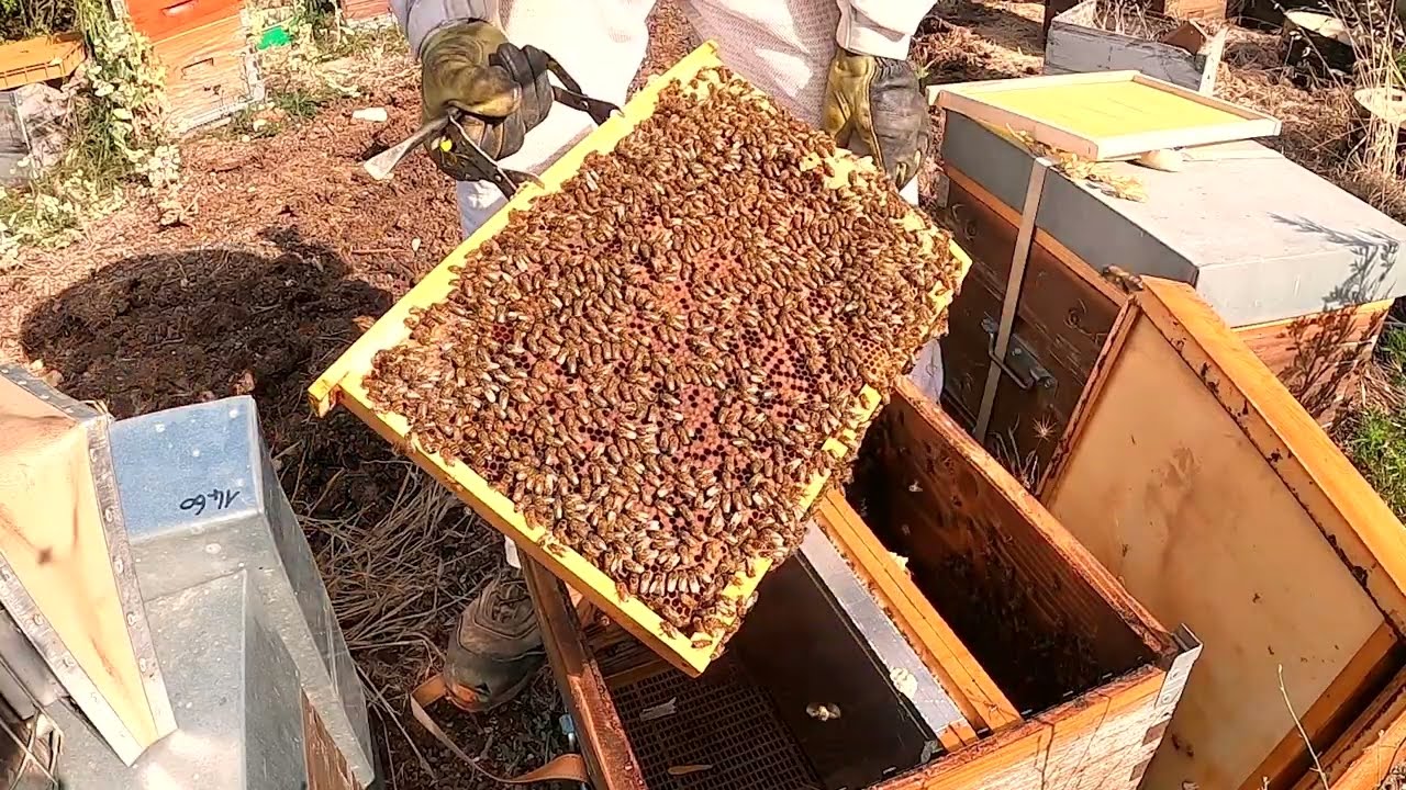 APICULTURE. E69 Contrôle des essaims composés entre 1 à 3 cadres reines Arpeli. Résultat d'élevage