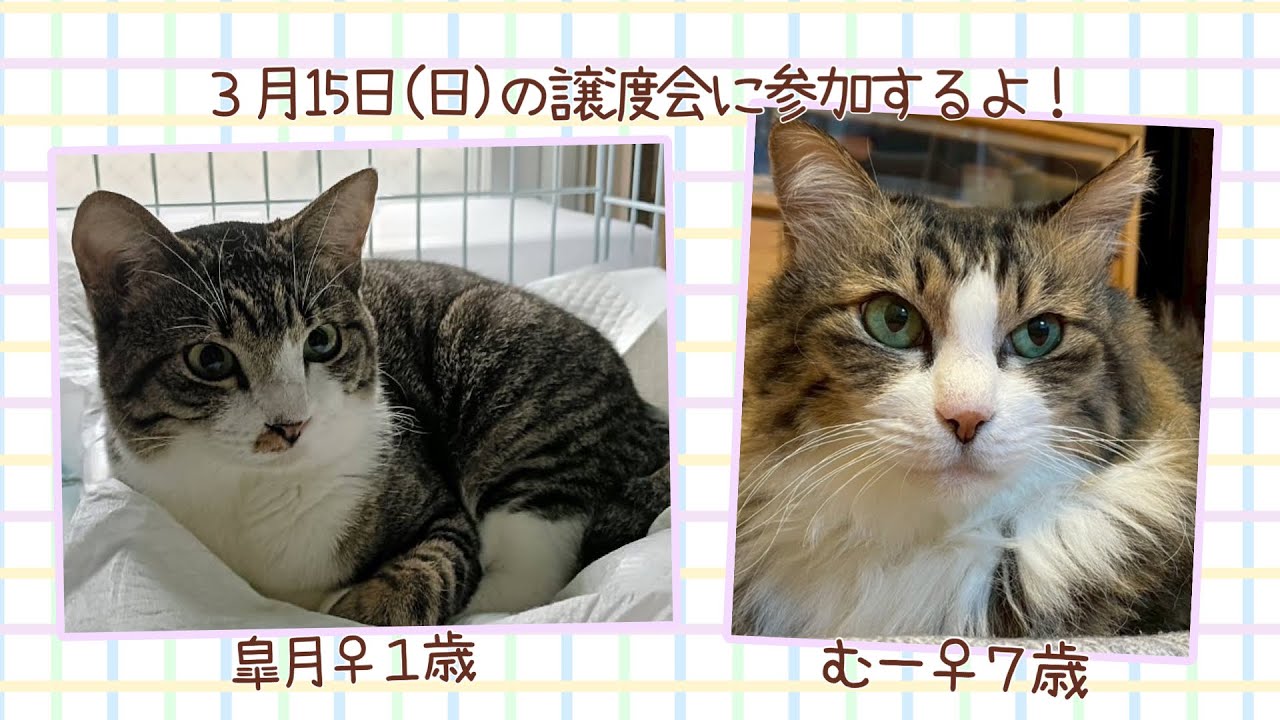 【保護猫譲渡会】2026年3月15日(日）ラブとハッピー　府中支部主催の譲渡会に参加のニャンズ（皐月♀、むー♀）を紹介！