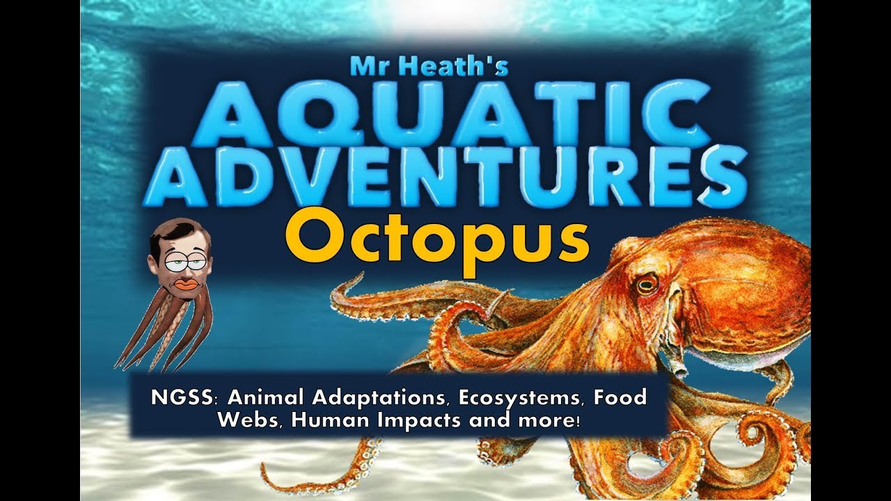 Aquatic Adventures - Octopus (Greece)