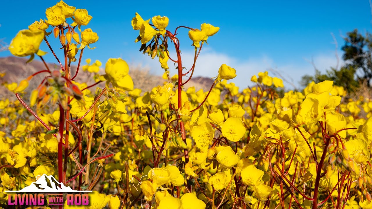 BEAUTIFUL DESERT SPRING AND WILDFLOWER FIELDS MUSIC~ Soothing and Calming Melodies  🎶 🌼