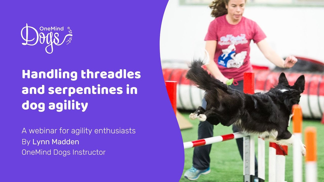 FREE Agility Webinar: Handling threadles and serpentines in dog agility
