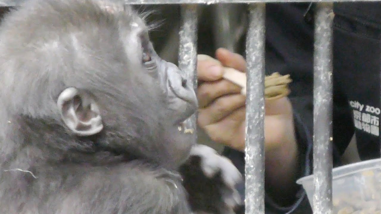 ゴリラの赤ちゃんキンタロウの離乳食💗[Kyoto City Zoo] Baby food of gorilla baby Kintaro