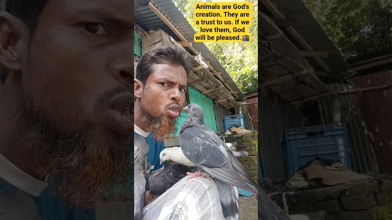 The Pigeon of Peace &ndash; A Beautiful Islamic Message | Global Dorshon#islam