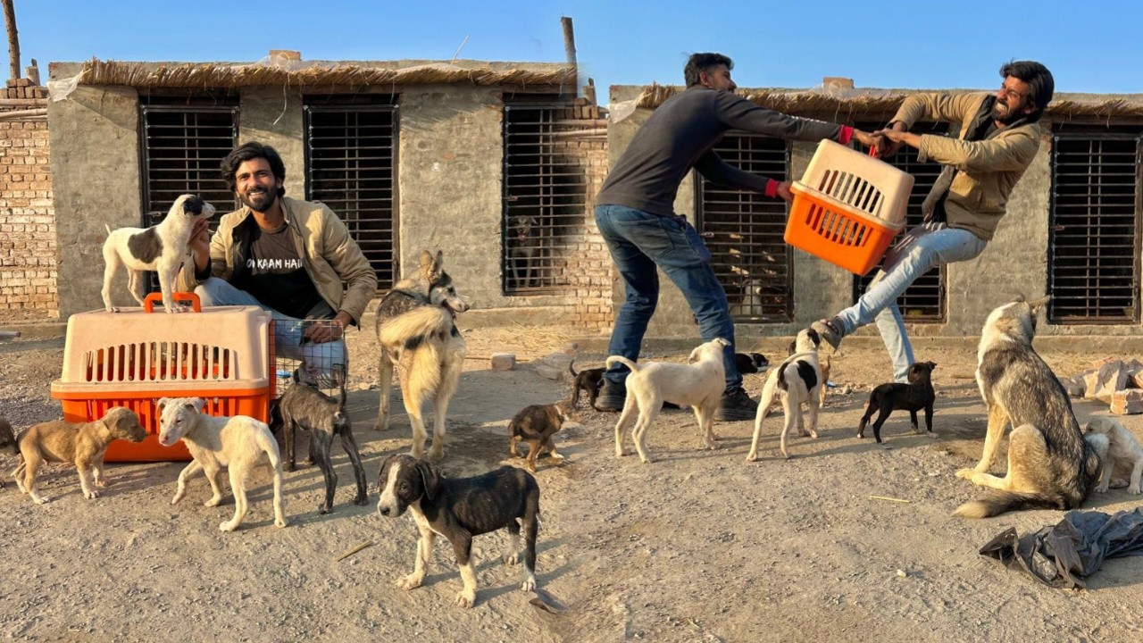 Stray Puppy Ko Wapis Karna Pada! 😢