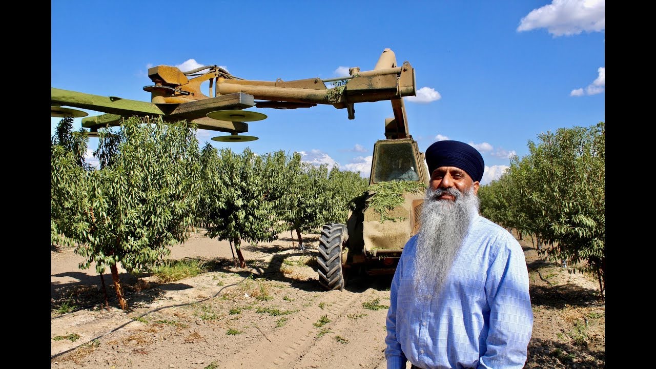 Jaswant Bal Prepares Second Leaf Almond Orchard for Winter
