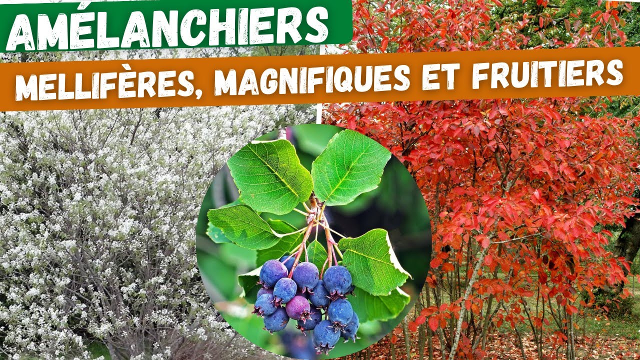 🌳Amélanchiers du Canada et à feuilles d'aulne, des arbustes fruitiers à découvrir