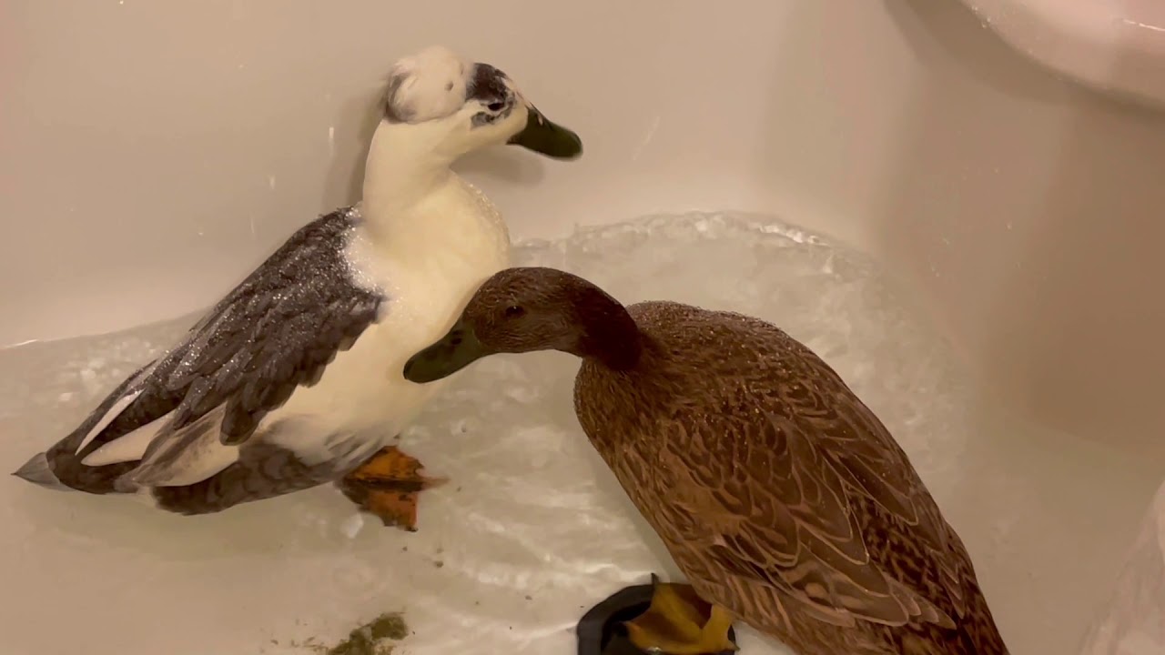 Inside House Pet Domestic Duck Care