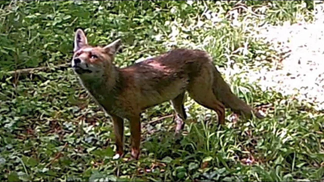 Red Fox Mom Brings Fresh Prey Back to the Den for Her Pups