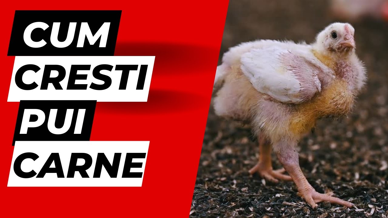 Cum crești pui de carne singur la tine în curte