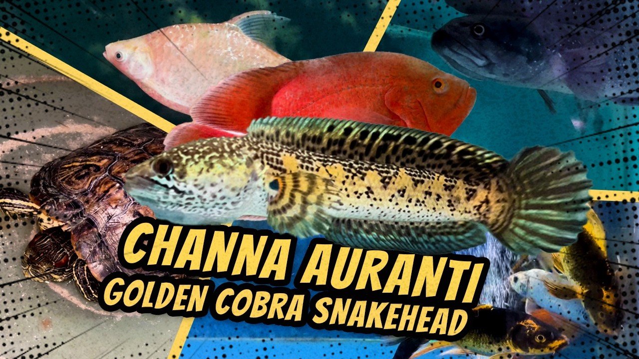 CHANNA AURANTI 