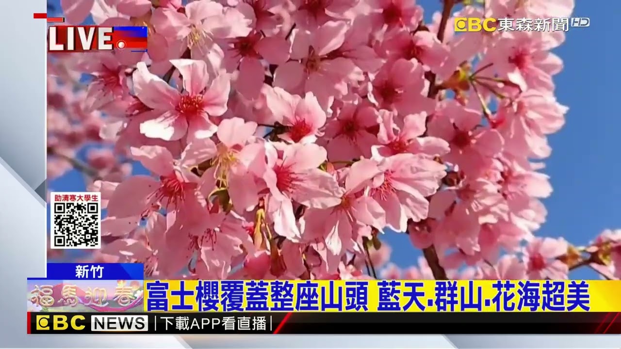 新竹尖石賞櫻秘境 泰崗部落櫻花盛開 @newsebc