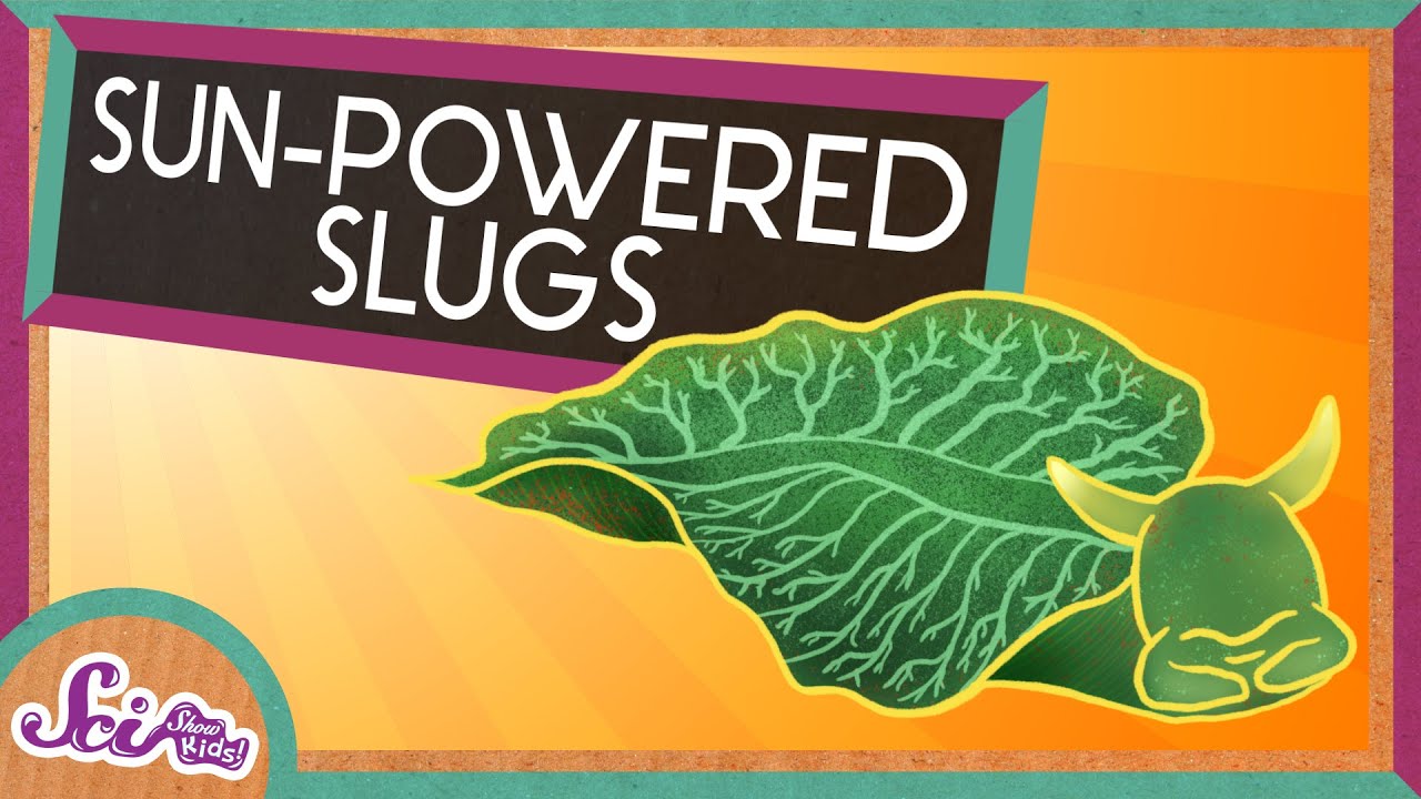 Solar-Powered Slugs