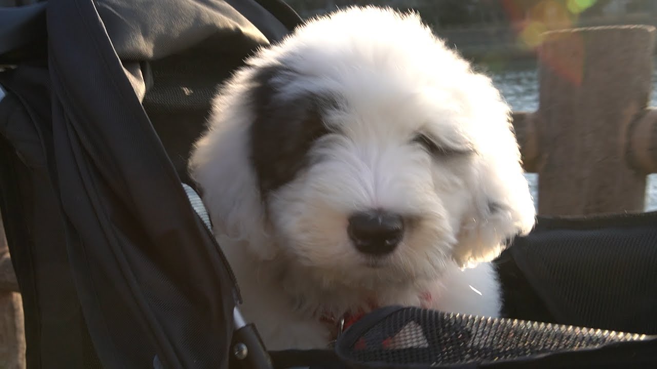 オールドイングリッシュ・シープドッグ子犬（生後2ヶ月）カートで🛒お散歩練習‼️