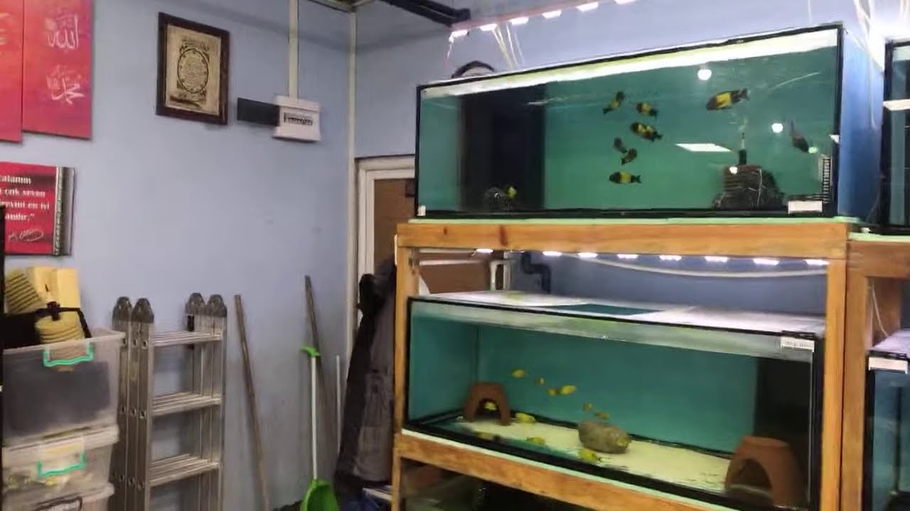 Akvaryum balıkları canlı yayını