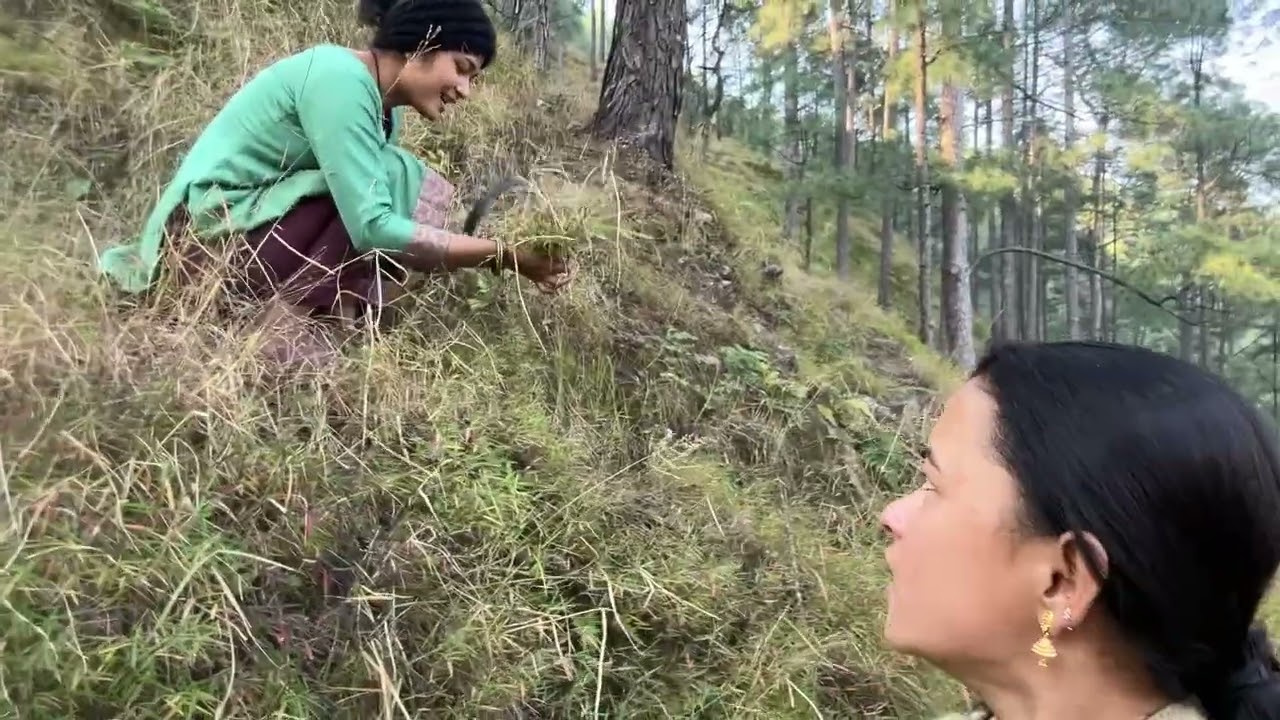 हम जंगल क्यों गए 🤔