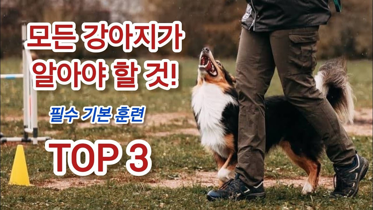 반려견을 지켜줄 3가지 필수 명령어 