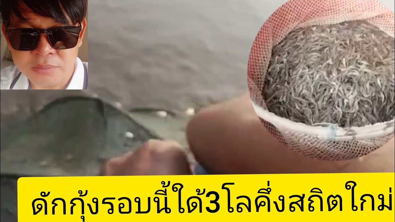 ดักกุ้งฝอยหมายเดิมใด้เยอะเกินคาด3โลคึ่ง