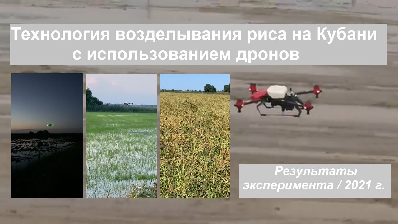 Технология возделывания риса на Кубани с использованием дронов / результаты эксперимента / 2021 г