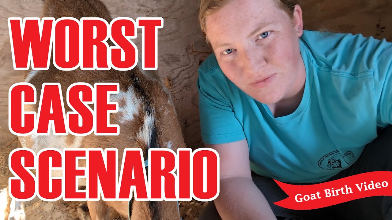 This was the WORST CASE SCENARIO for Birth | Problem Goat Birth Vlog
