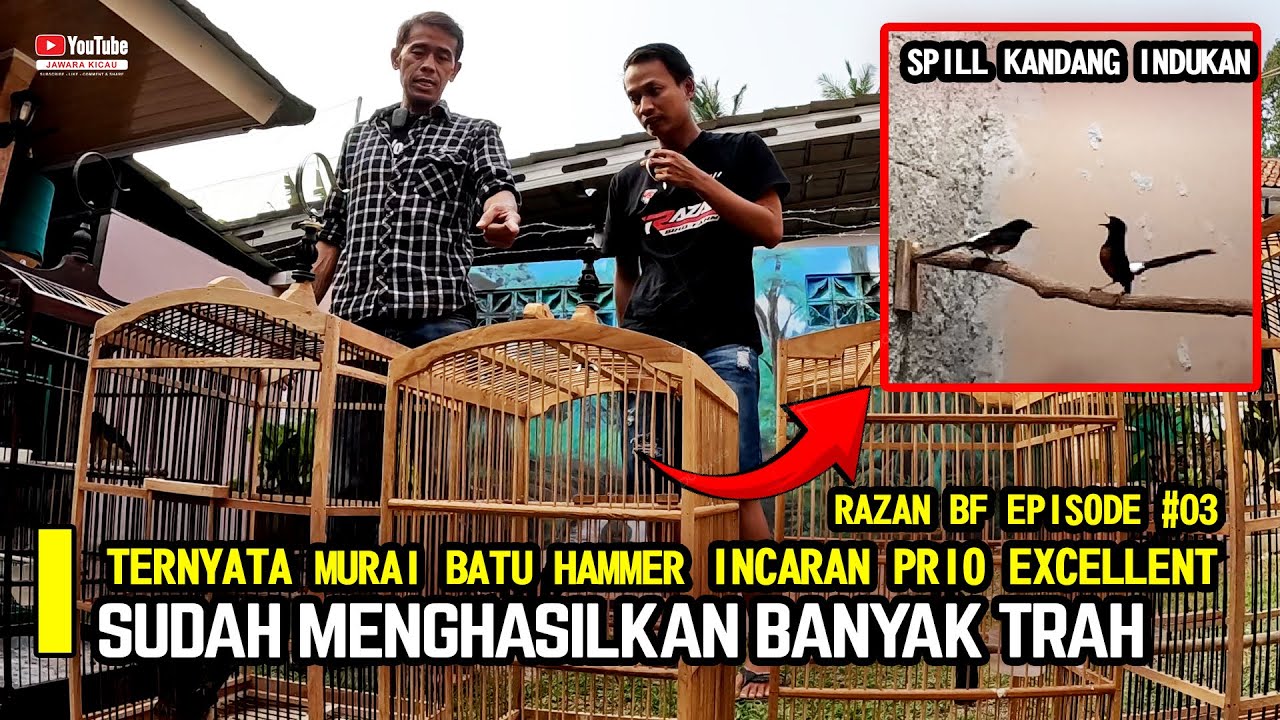 TERNYATA MURAI BATU HAMMER INCARAN PRIO EXCELLENT SUDAH MENGHASILKAN BANYAK TRAH RAZAN BF😱EPISODE#03