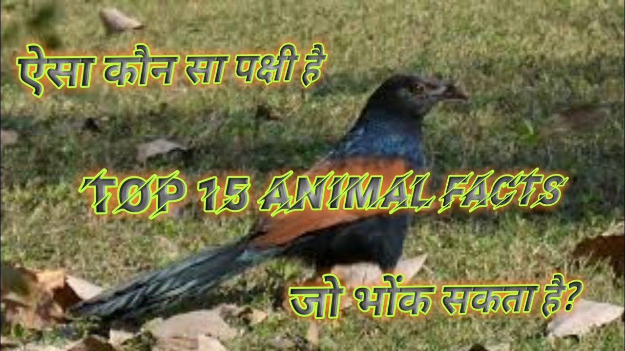 #Amazingfacts 2.o#Animal Animal Facts You Didnt Know In Hindi 2020 | 15 Facts About Animals In Hindi