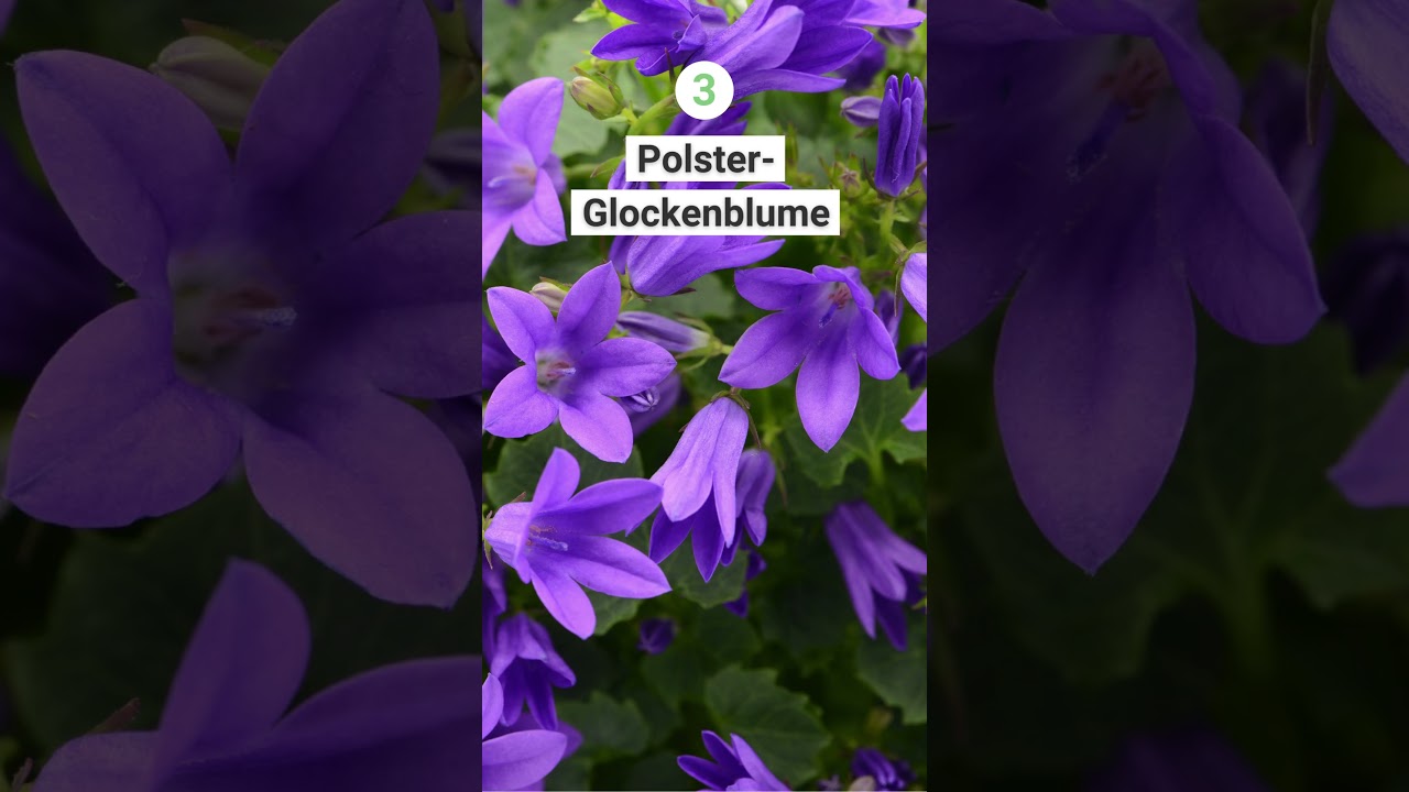 6 winterharte und bl&uuml;hende Bodendecker f&uuml;r Farbe im Winter 🌺