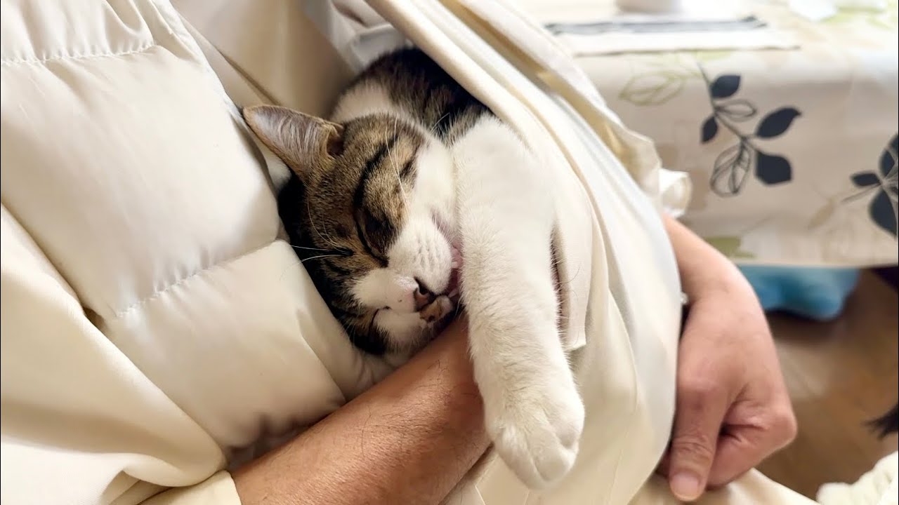 熟睡💤住職の懐が気持ち良過ぎて出てこないテン可愛すぎる