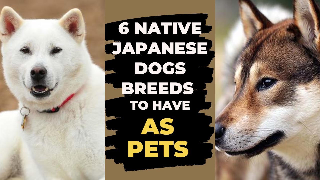 Discover 6 Authentic Native Japanese Dog Breeds To Make The Perfect Pet!''