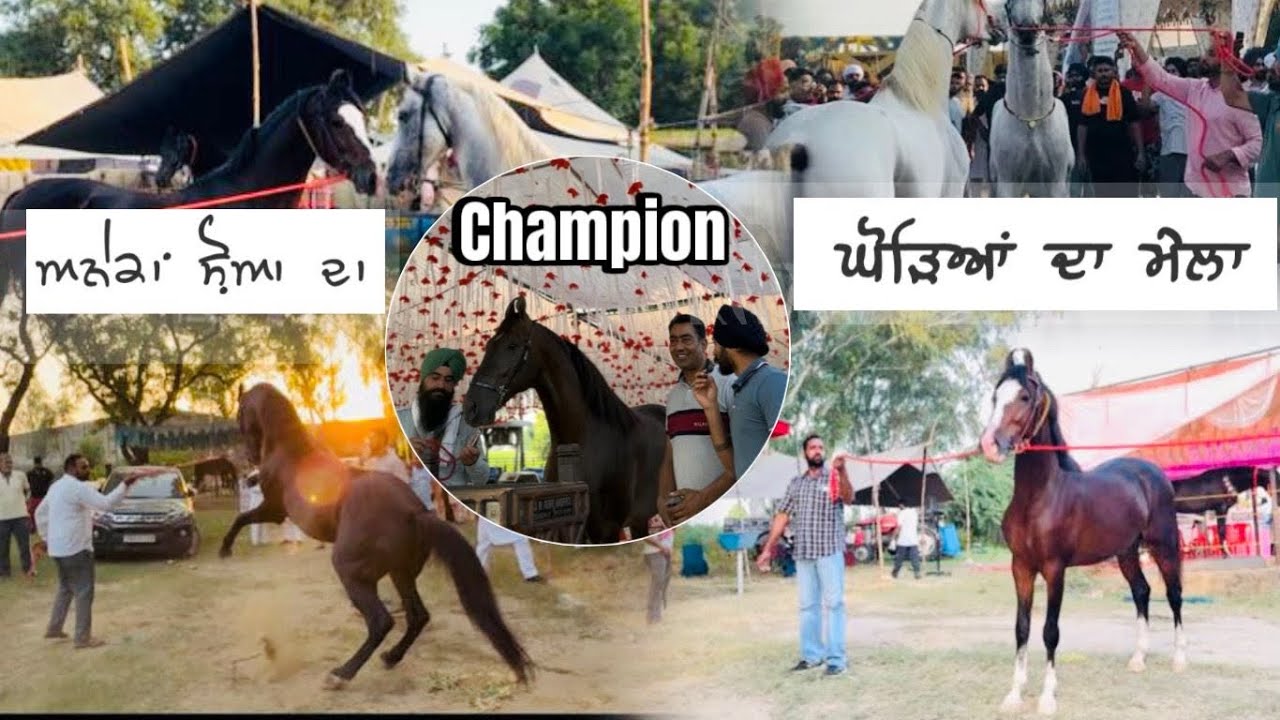  ਘੋੜੇ ਘੋੜੀਆਂ ਦਾ ਮੇਲਾ । ਸਤੰਬਰ 2025 ਜਗਰਾਂਵਾਂ । INTERVIEW & VLOG | ਦੇਖੋ ਸ਼ਾਨਦਾਰ ਜਾਨਵਰ। 