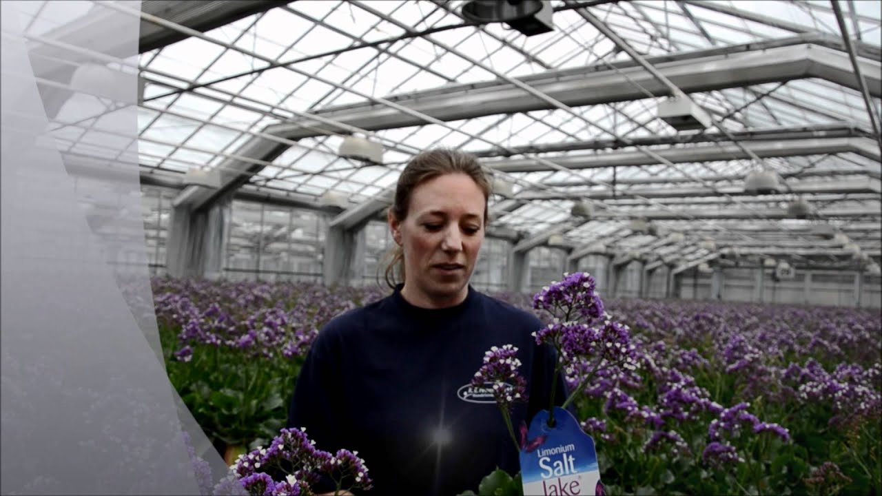 Limonium.wmv