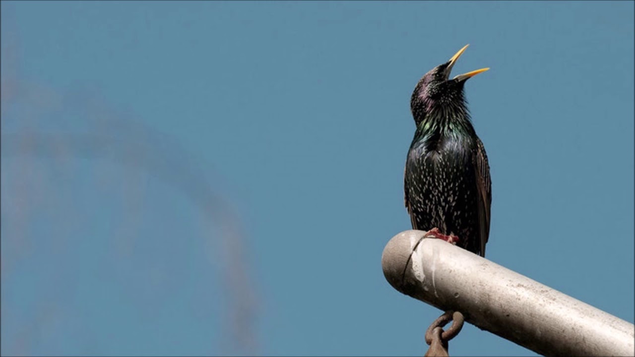 Starling Birdsong | Free Sound Effects | Animal Sounds