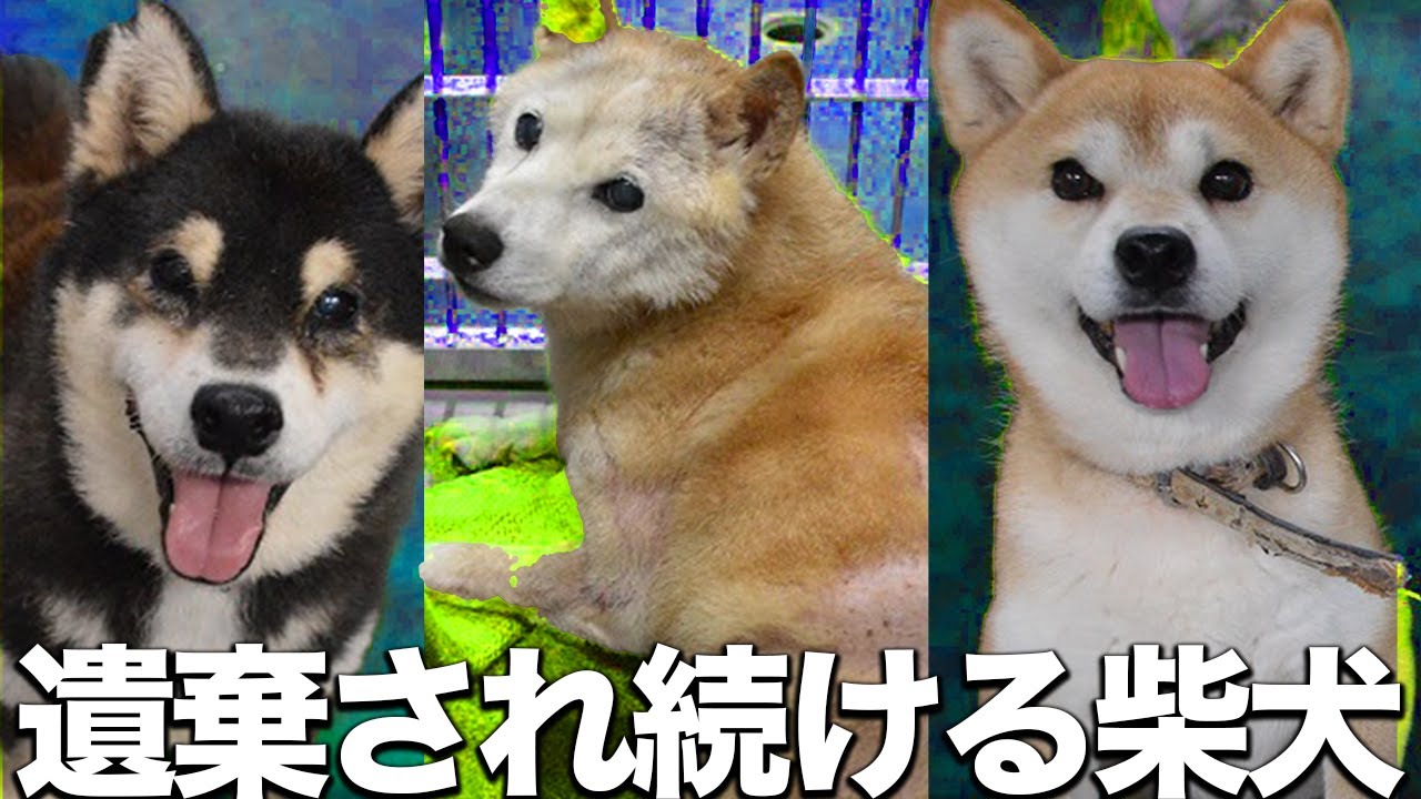 【絶対やめろ】80歳を超える老犬が遺棄？愛護センターに溢れる柴犬達...